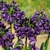 Agapanthus 'Black Jack'