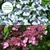 Hydrangea serrata 'Magic Pillow'