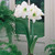 Amaryllis Picotee 26cm+