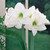 Amaryllis Picotee 26cm+