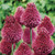 Allium sphaerocephalon 5cm+