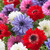 Anemone St Brigid Mixed 4/5cm