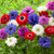 Anemone St Brigid Mixed 4/5cm