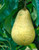 Pear Williams Bon Chretien