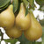 Pear 'Doyenne Du Commice'