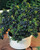 Blueberry corymbosum (tophat)