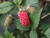 Tayberry Madana