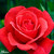 Rose Fragrant Cloud