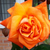 Rose Lovers Meeting
