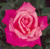Rose Prima Ballerina