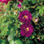 Rose Rhapsody in Blue (ROY 2003)