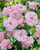 Rose Bonica