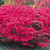 Euonymus Alatus