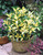 Euonymus f. Blonde Beauty