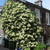 Hydrangea anomala petiolaris