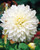 Dahlia 'Fleurel'