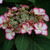 Hydrangea Love You Kiss