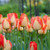 Tulip American Dream