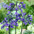 Agapanthus Back In Black