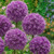 Allium His Excellency