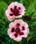 Papaver Little Dancing Girl