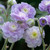 Geranium Summer Skies (Loose)