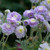 Geranium Summer Skies (Loose)