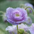 Geranium Summer Skies (Loose)