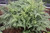 Athyrium niponicum 'Grey Ghost'