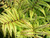 Athyrium vidalii