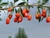 Goji Berry (Lycium barbarum)