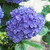 Hydrangea You & Me Together Blue