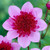 Dahlia 'Blue Bayou'