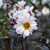 Dahlia 'Bishop of Dover'