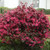Loropetalum chin. Black Pearl C2