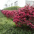 Loropetalum chin. Black Pearl C2
