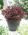 Hebe Wild Romance
