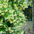 Trachelospermum Star of Toscane