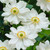 Anemone hybrida 'Whirlwind'