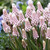 Muscari 'Pink Sunrise'