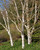 Betula Jacquemontii