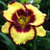 Hemerocallis Calico Jack