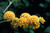 Buddleia Weyeriana Sungold