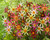 Dahlia Honka Pink