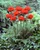 Papaver Giant King Kong