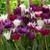 Tulip Purple Blend Mixed