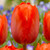 Tulip Orange Van Eijk 11-12cm