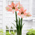 Amaryllis Apricot Parfait 30cm+