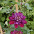 Clematis Temptation