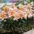 Lilium Salmon Party